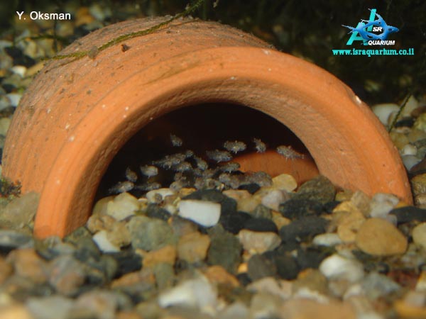 www.israquarium.co.il